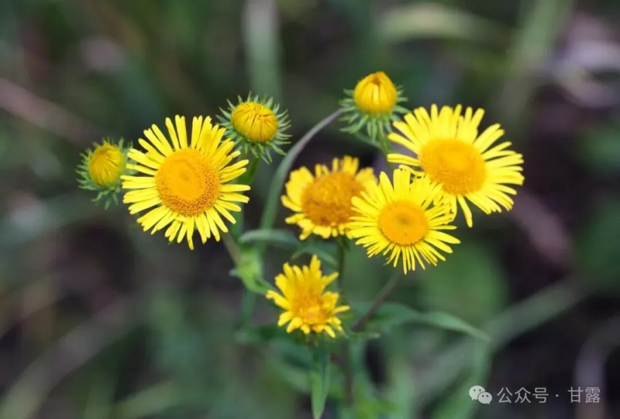 1763955659813044.jpg 640 (1).jpg